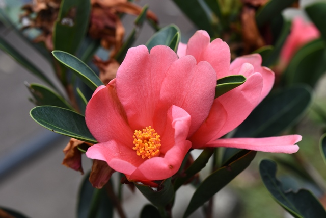 Camellia azalea