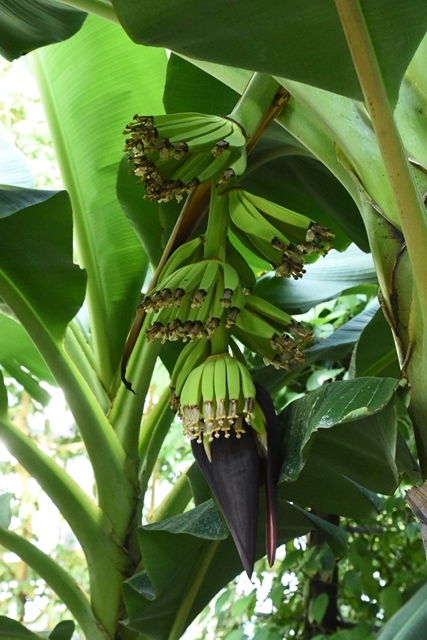バナナ（園芸品種）の写真