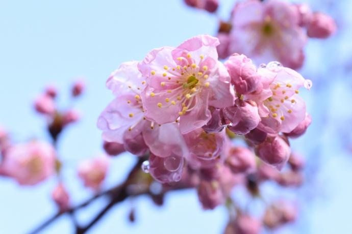 サクラ‘椿寒桜’