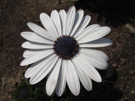 Osteospermum-‘Asti-White’