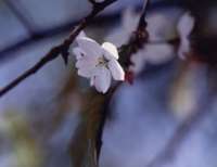桜の写真その2
