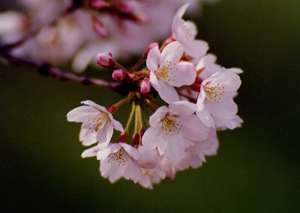 桜の写真その1