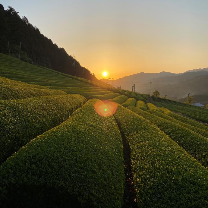 夕日と茶畑