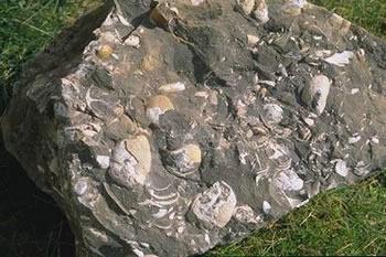 宇治田原の貝化石