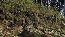 宇治田原の貝化石層