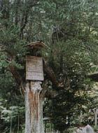 峰定寺のコウヤマギ