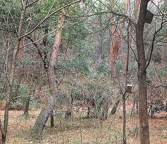 京都の自然0選 フクロウ ミミズクの生息する山城総合運動公園野鳥の森及びその周辺域 京都府ホームページ