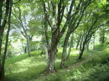 大浦森林公園の風景