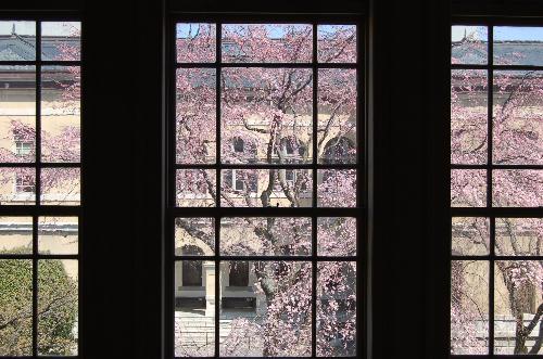 窓ガラス越しに眺める祇園しだれ桜