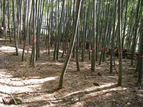 竹林について考えます 京都府ホームページ