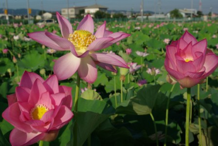 ハスの花