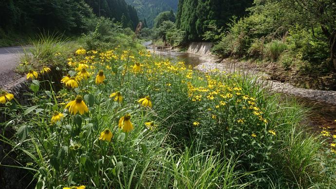 花背での繁殖のようす1