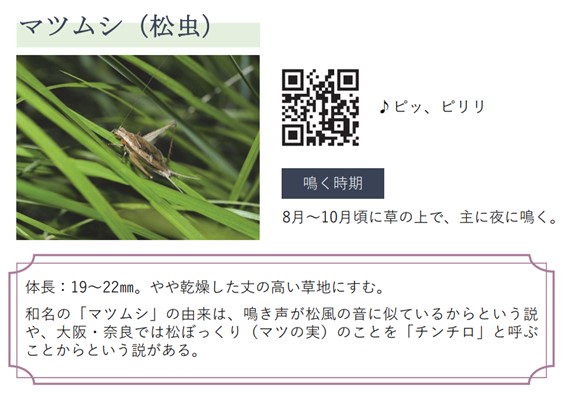 マツムシ