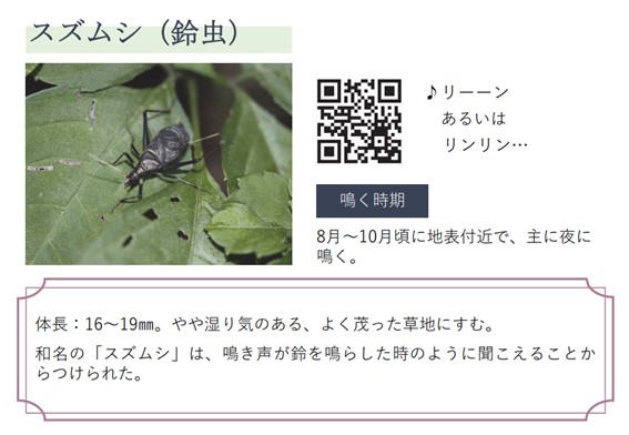 スズムシ