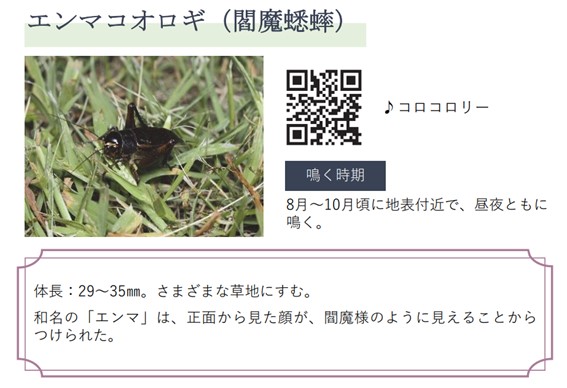 エンマコオロギ