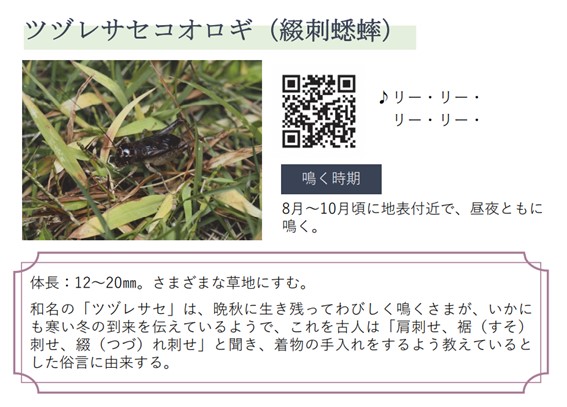ツヅレサセコオロギ