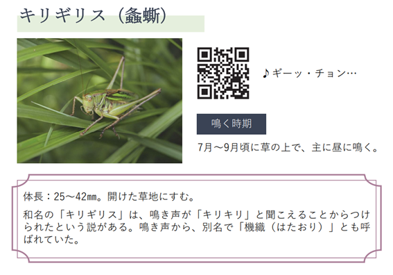 キリギリス