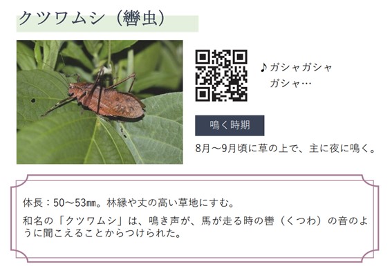 クツワムシ