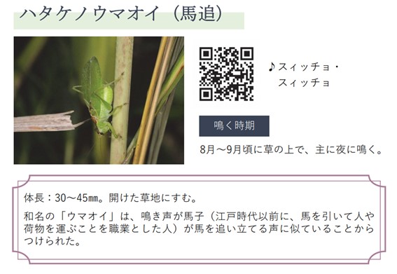 ハタケノウマオイ