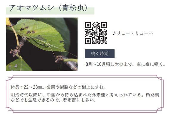 アオマツムシ