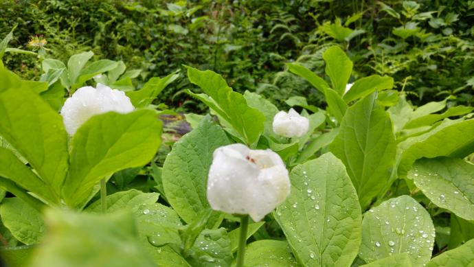 山野草 希少 緑花多弁 ヤマシャクヤク 実生6年初花 （うまく言葉