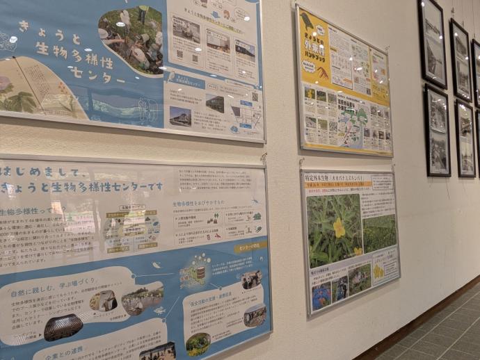 鴨川写真展示の様子2