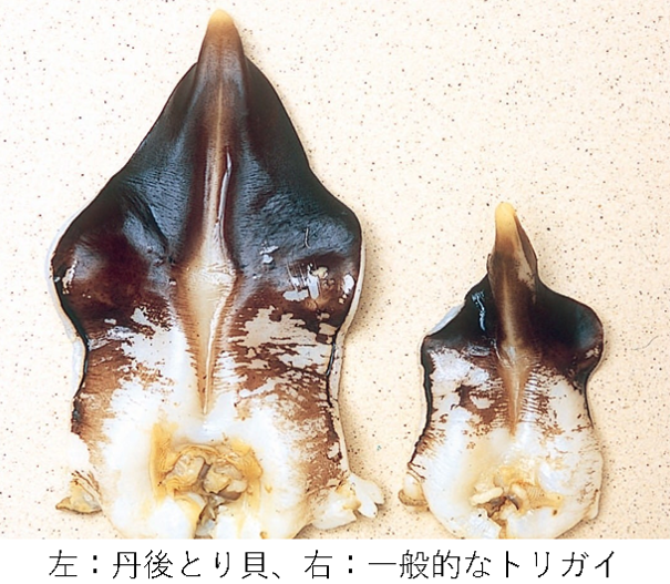 tangotorigai-hikaku1