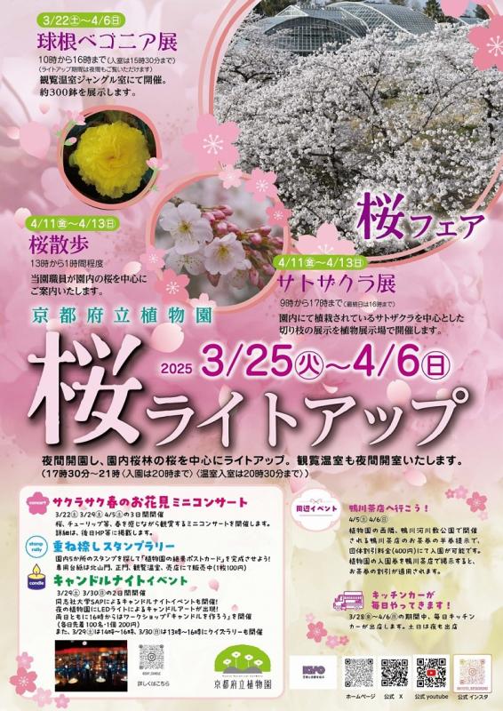府立植物園桜ライトアップのチラシ3月25日から4月6日まで開催