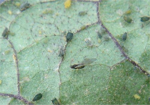 ナスの害虫 京都府ホームページ