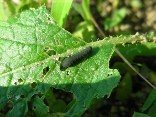 カブ ミブナの害虫 京都府ホームページ