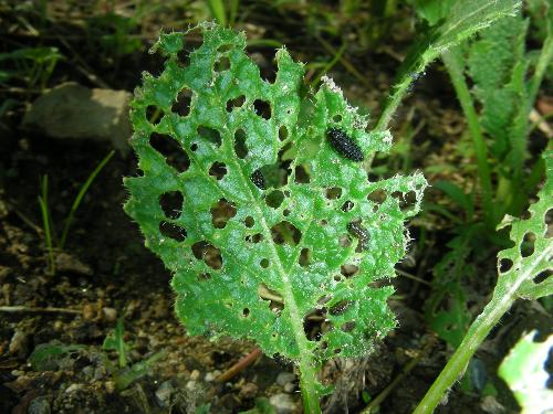 カブ ミブナの害虫 京都府ホームページ