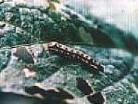 ハスモンヨトウの幼虫の写真