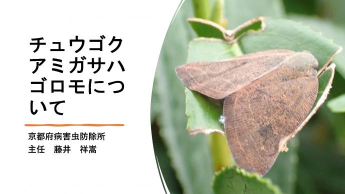 チュウゴクアミガサハゴロモについて