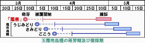 玉露用品種の萌芽期及び摘採期