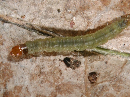 チャノコカクモンハマキ　幼虫