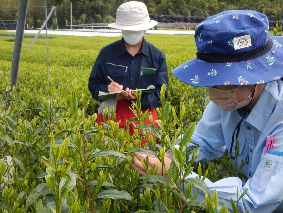 茶の新芽長と新葉数を調査