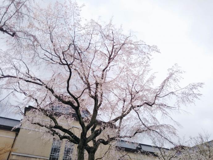 府庁中庭の桜画像