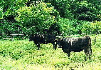 碇高原牧場の写真