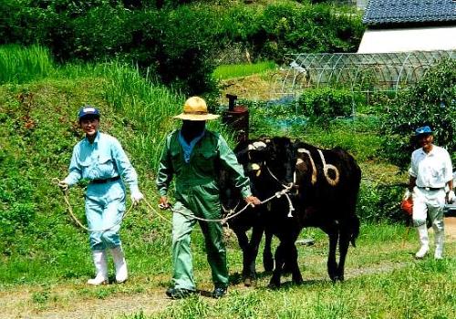 馴致の写真