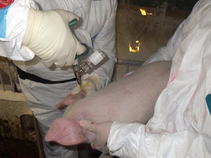 家畜保健衛生所職員等による子豚へのワクチン接種の様子
