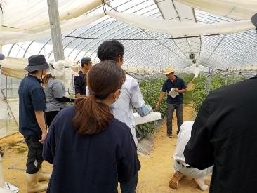 先輩生産者ほ場を見学