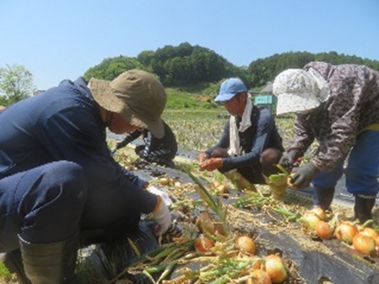 園主指導による収穫・調製作業体験