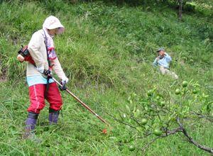 山間部にあるミカン園の草刈り体験（ボランティア参加者が作業をしています。）