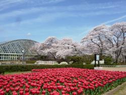 中国語植物園写真