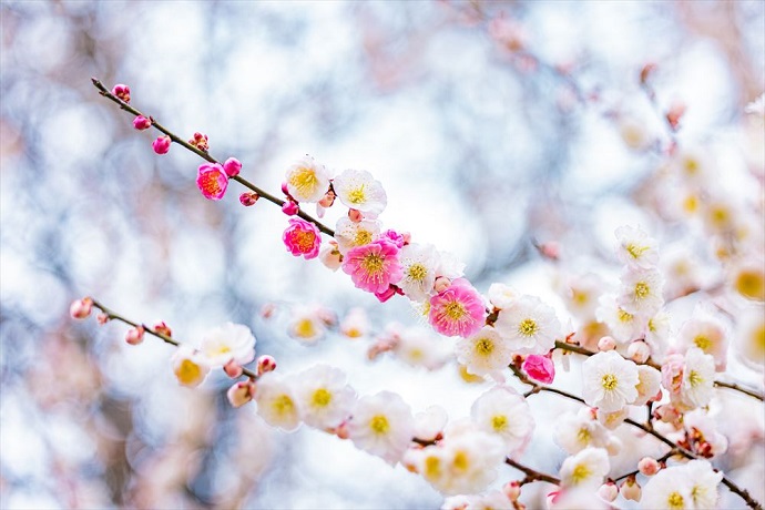 2023】春を呼ぶ京都府内の梅の名所10選／CO-KYOTO