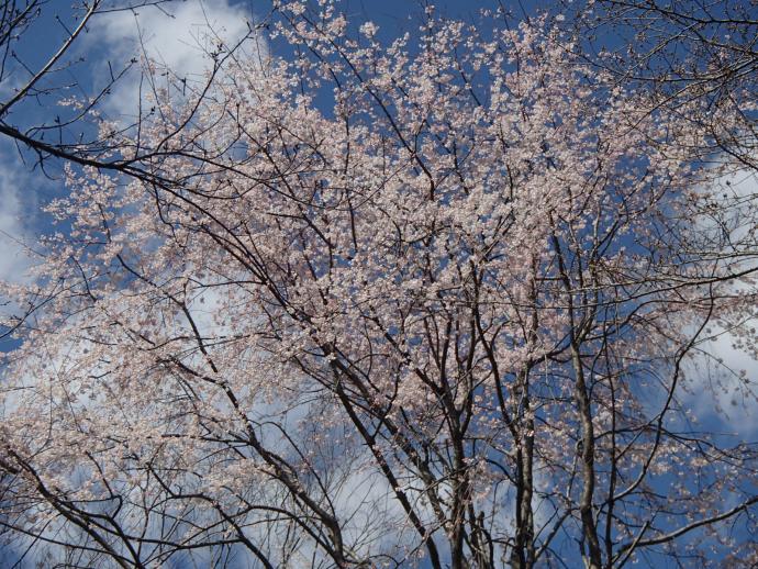 3月23日のしだれ桜の写真1