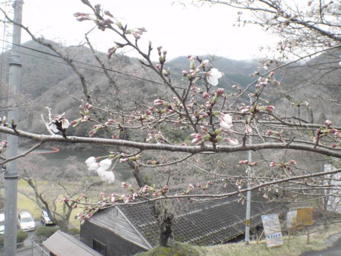 3月27日の桜の写真1
