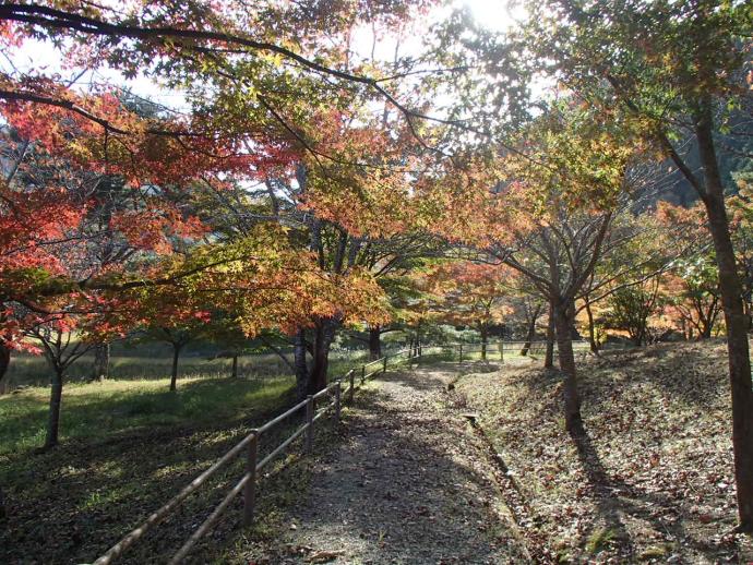 大野ダムもみじ写真11月5日5