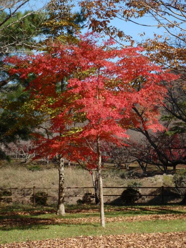 紅葉した樹木