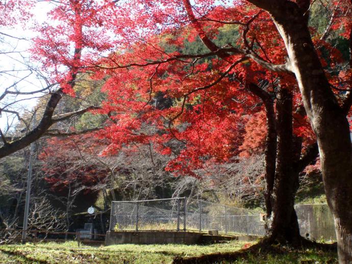 圧倒される紅葉